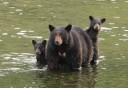 Photo of Mama bear with cubs in ketchikan